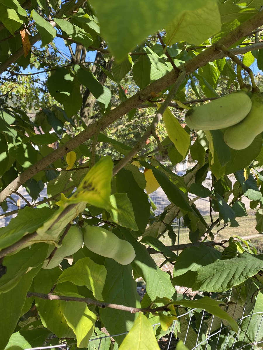 The Polish Hill Civic Association Green Team is hosting a Pawpaw Protection Party on July 16th from 6-8pm at the Melwood Parklet under the Bloomfield Bridge. Join them to support the restoration of our native habitat &amp; removal of invasive plants! For more, contact gus@phcapgh.org