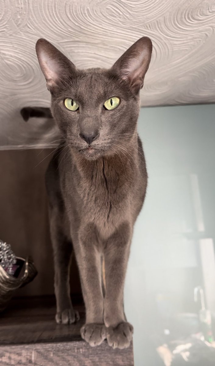 lesleyorion's tweet photo. The Daily Gatsby 🐾
Me is 7 today🎂 ✨
#TheGreatWeeGatsby
#TheLittlestDalí
#lesleyandtheboys
#Caturday #CstsOfTwitter #CatsOfX https://t.co/5Xf9UaNM2G