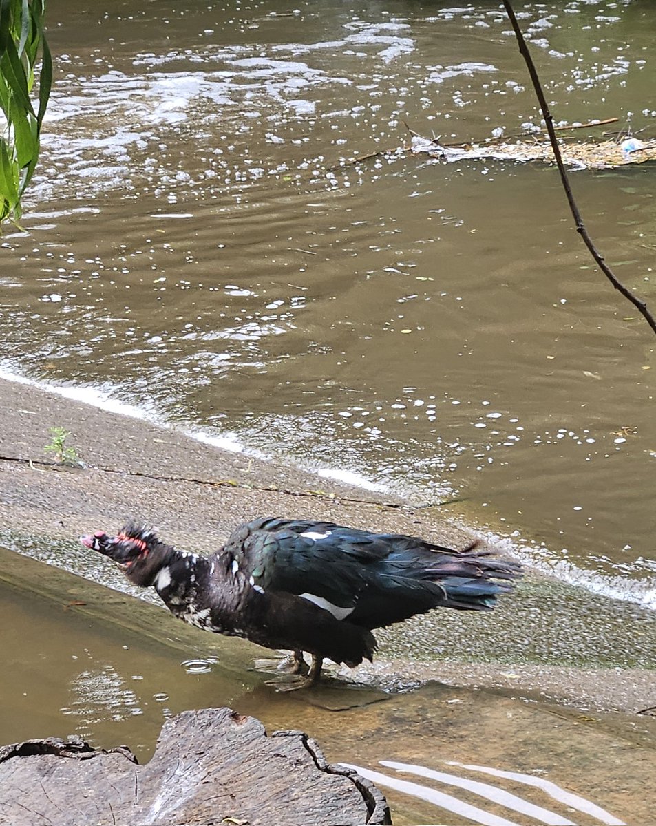 A rare sighting of Elvis at the top weir 08:30 <a href="/EmmaGibson95/">Emma Gibson</a> <a href="/gingerfig/">Catherine Esbester</a> <a href="/TauntonGardener/">FlowerPowerGardening</a>