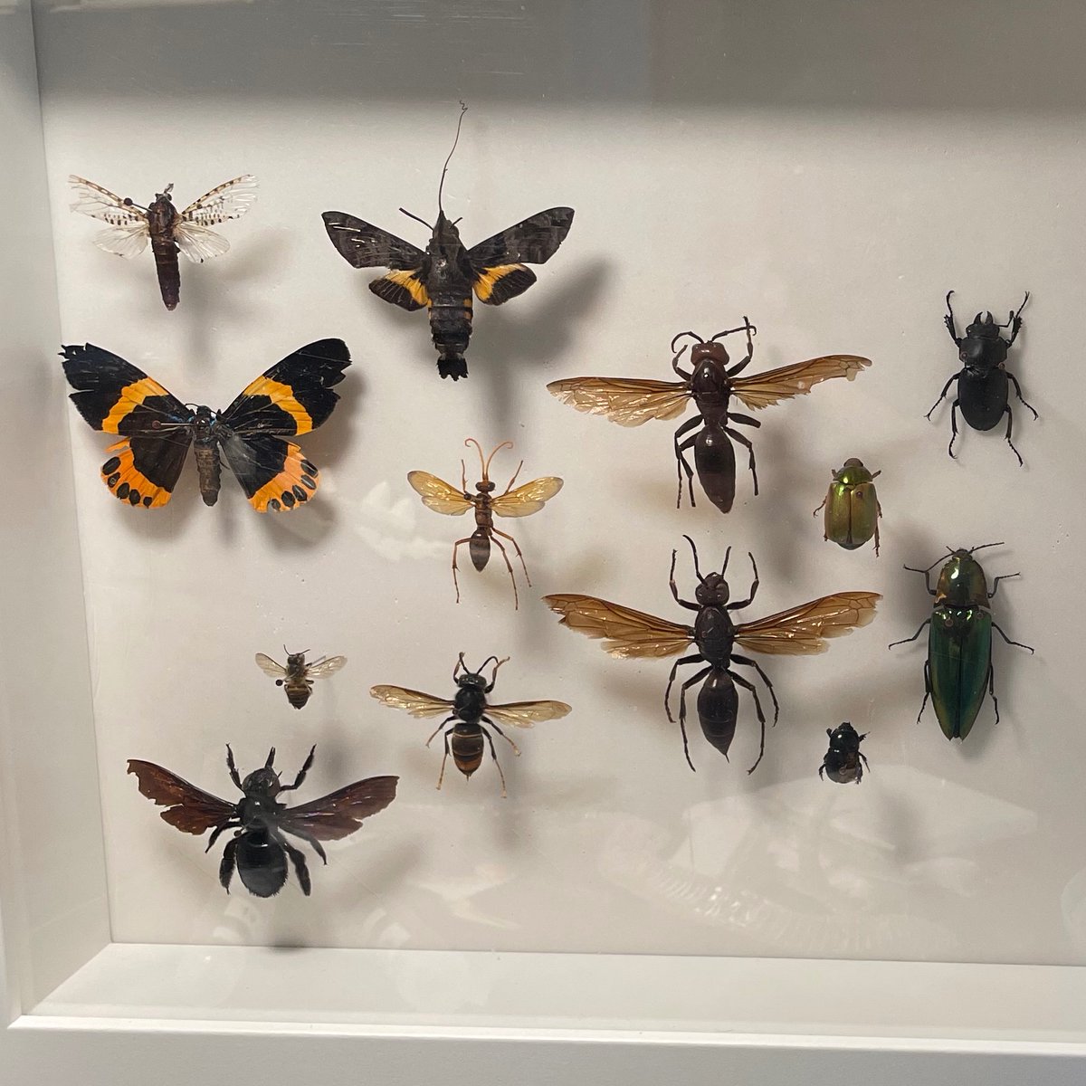 I see some people ask me how to pin insects, so I would do a thread on how you can make your very own collection! I will be focusing on preserving hard-bodied insects big enough to be pinned. 🧵1/15