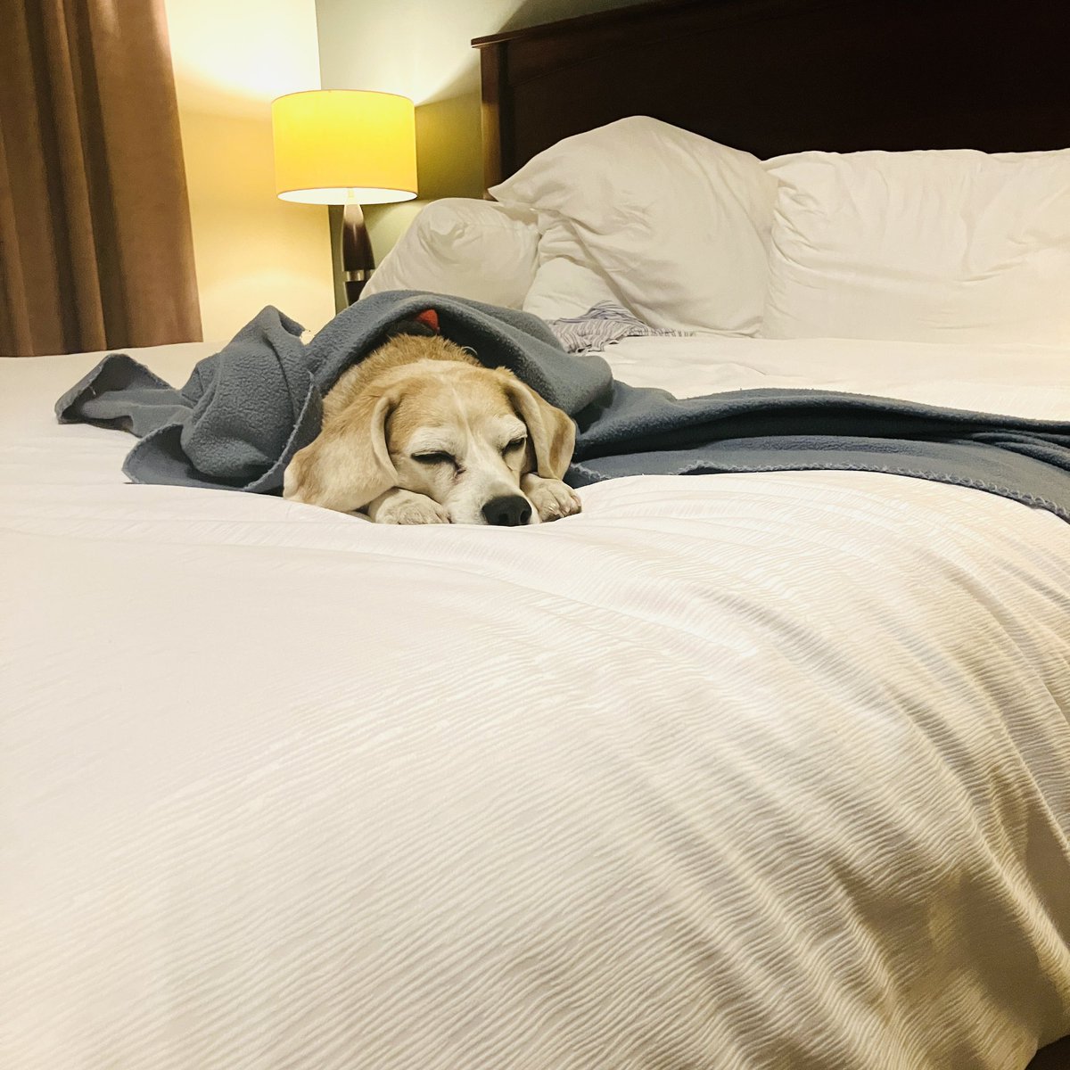 Winnie The Canadian Beagle tweet media