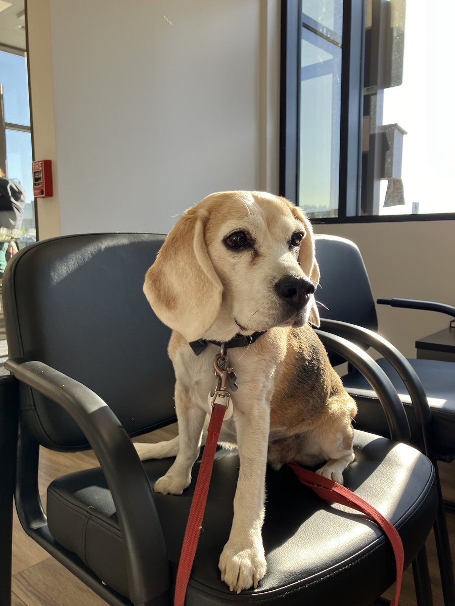 Winnie The Canadian Beagle tweet media