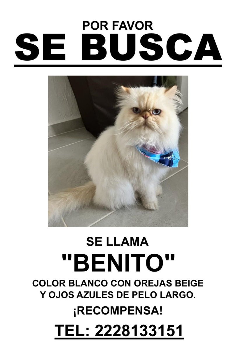 AsocProvSur's tweet photo. #Extraviado Benito. 🐕 
Aquí en Providencia Sur. Gracias por difundir @Trafico_ZMG. 
“No trae el paliacate ahorita. Pero trae un collarcito azul con plaquita”
📱 Contacto al número del flyer. https://t.co/t8fpTrvjg1