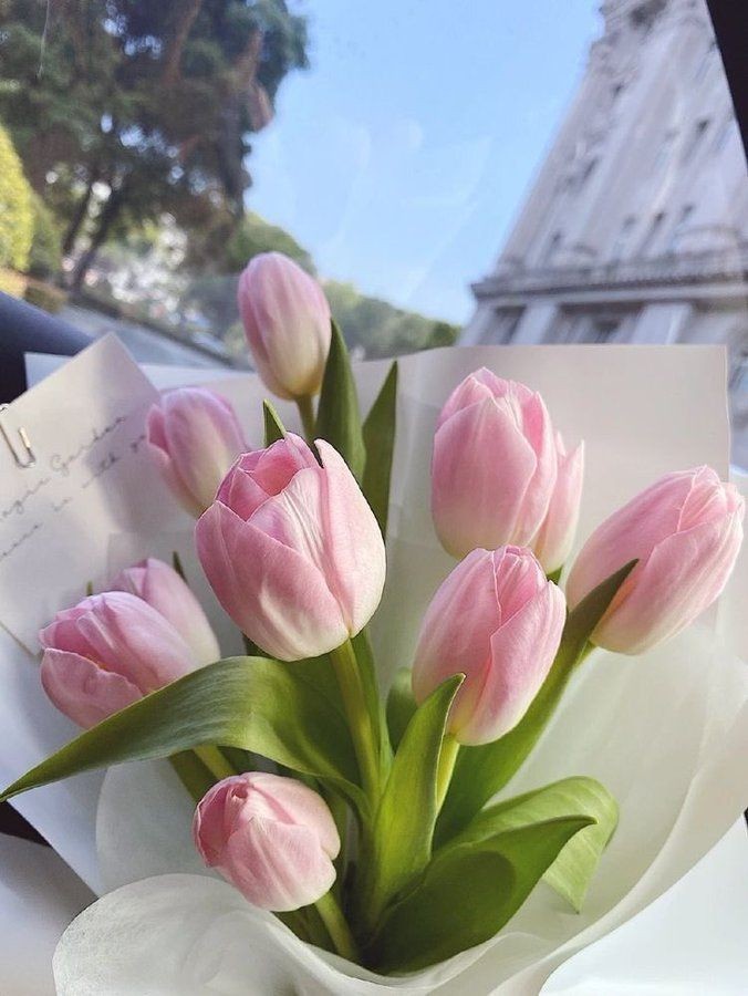 pink tulips