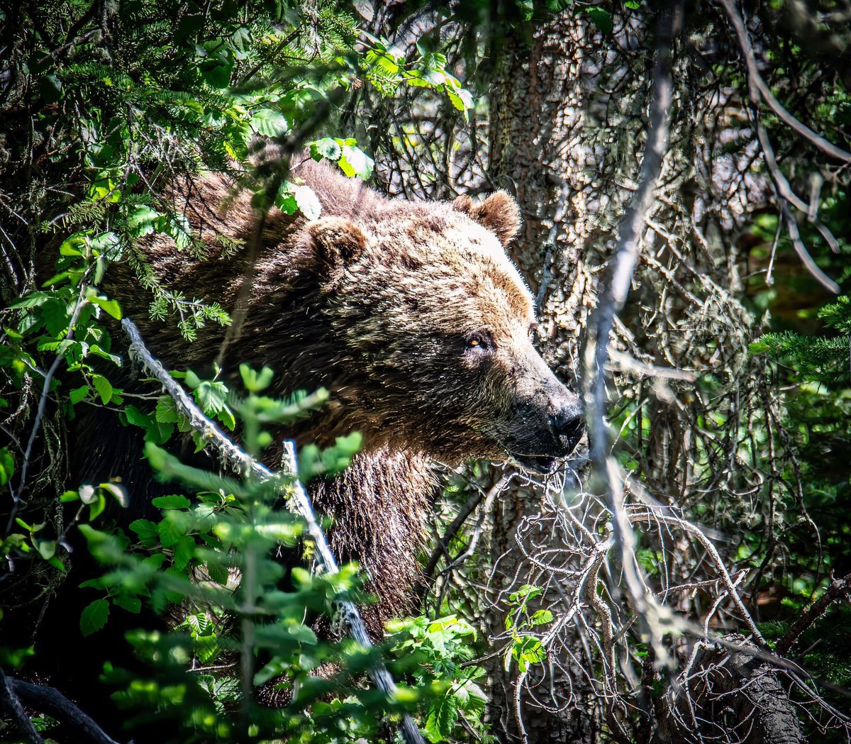FMcCagg's tweet photo. Grizzly vibes only. 🐾 https://t.co/zy21M31BV8