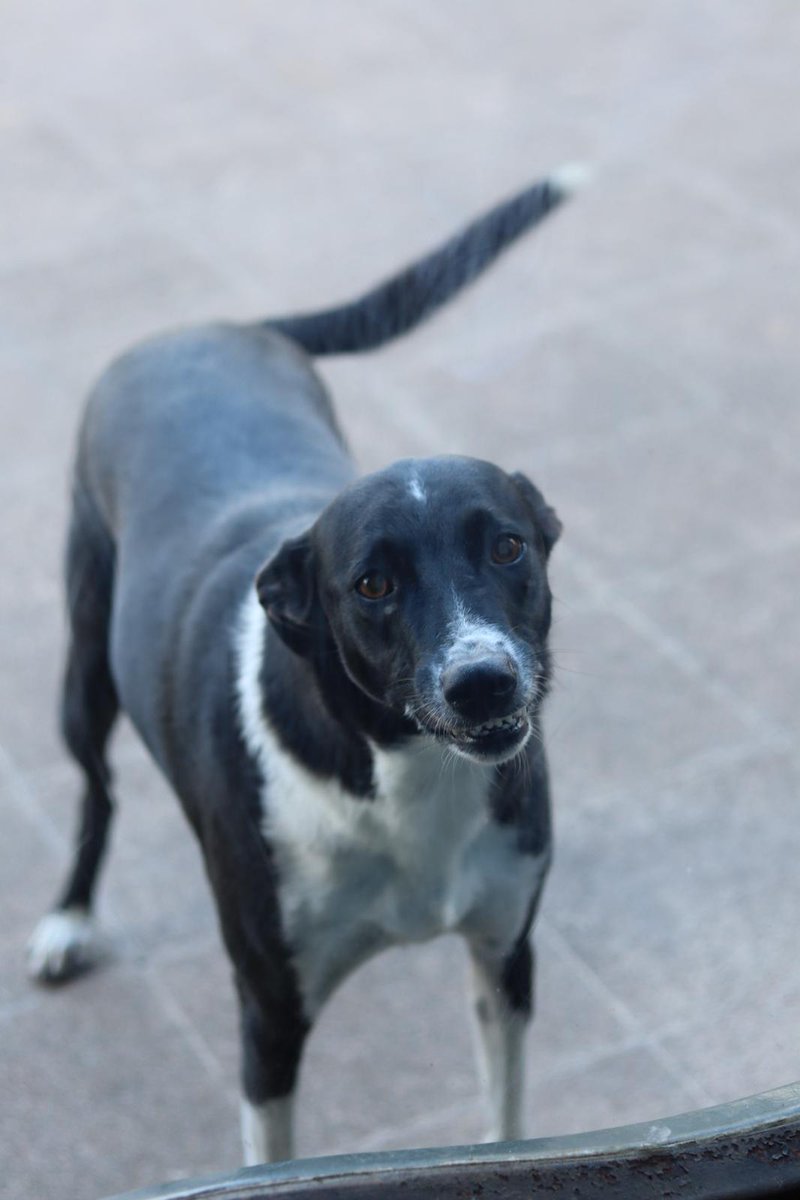 Twiter es servicio Perdí a mi perra en el Prado de la ciudad de Florida  de llama Muñeca, es muy poco domada😓😓😓