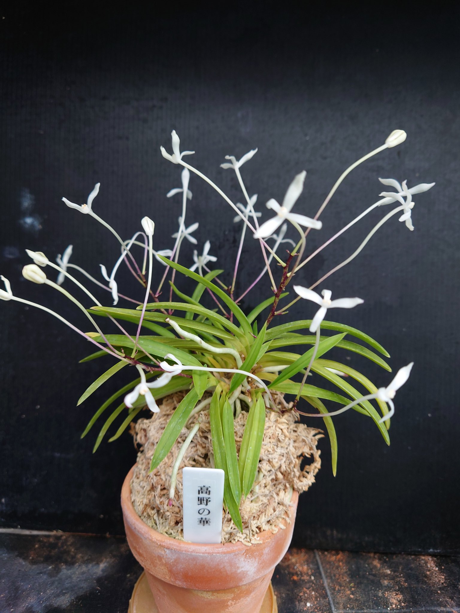 Yahoo!オークション FT富貴蘭、＜＜髙野の華＞＞14本立ち - FT富貴