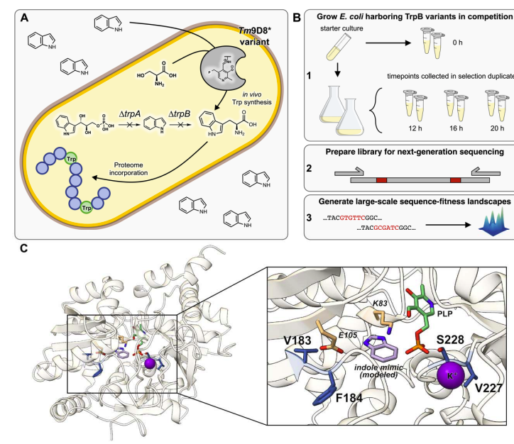 KevinKaichuang's tweet photo. A 4-site mutagenesis library of the enzyme TrpB
- captures epistatic effects
- best variants contain substitution that's rare in natural sequences
- new, large-scale testing ground for model-guided enzyme engineering
@kadinaj @patrickalmhjell @njp_chem @jsunn_y @francesarnold https://t.co/oz6Vls3W8J