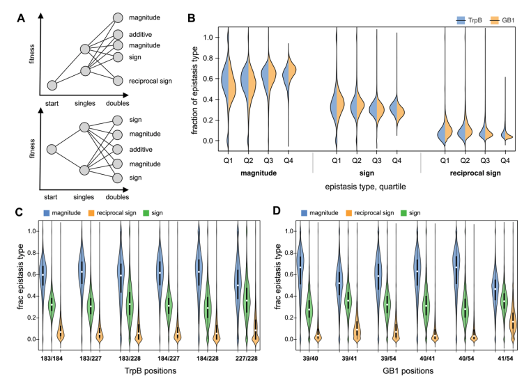 KevinKaichuang's tweet photo. A 4-site mutagenesis library of the enzyme TrpB
- captures epistatic effects
- best variants contain substitution that's rare in natural sequences
- new, large-scale testing ground for model-guided enzyme engineering
@kadinaj @patrickalmhjell @njp_chem @jsunn_y @francesarnold https://t.co/oz6Vls3W8J