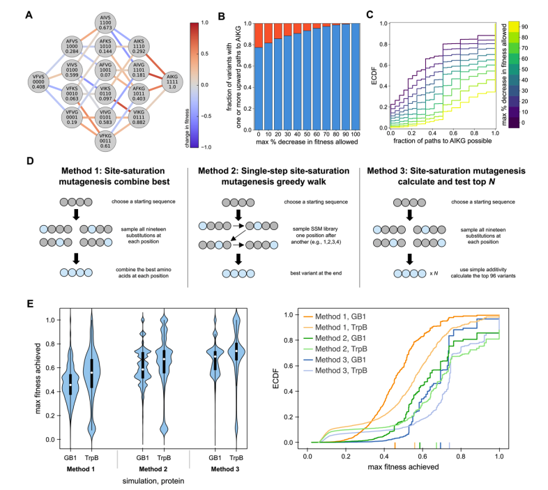 KevinKaichuang's tweet photo. A 4-site mutagenesis library of the enzyme TrpB
- captures epistatic effects
- best variants contain substitution that's rare in natural sequences
- new, large-scale testing ground for model-guided enzyme engineering
@kadinaj @patrickalmhjell @njp_chem @jsunn_y @francesarnold https://t.co/oz6Vls3W8J