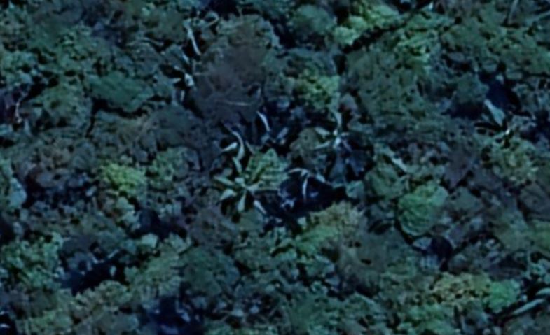 brentholbert2's tweet photo. I'm going to the Amazon in late December to confirm or debunk the Lost Civilization ruins I may have discovered on Google Earth. 
A photo thread of some of the ruins. https://t.co/931hOmwyGp