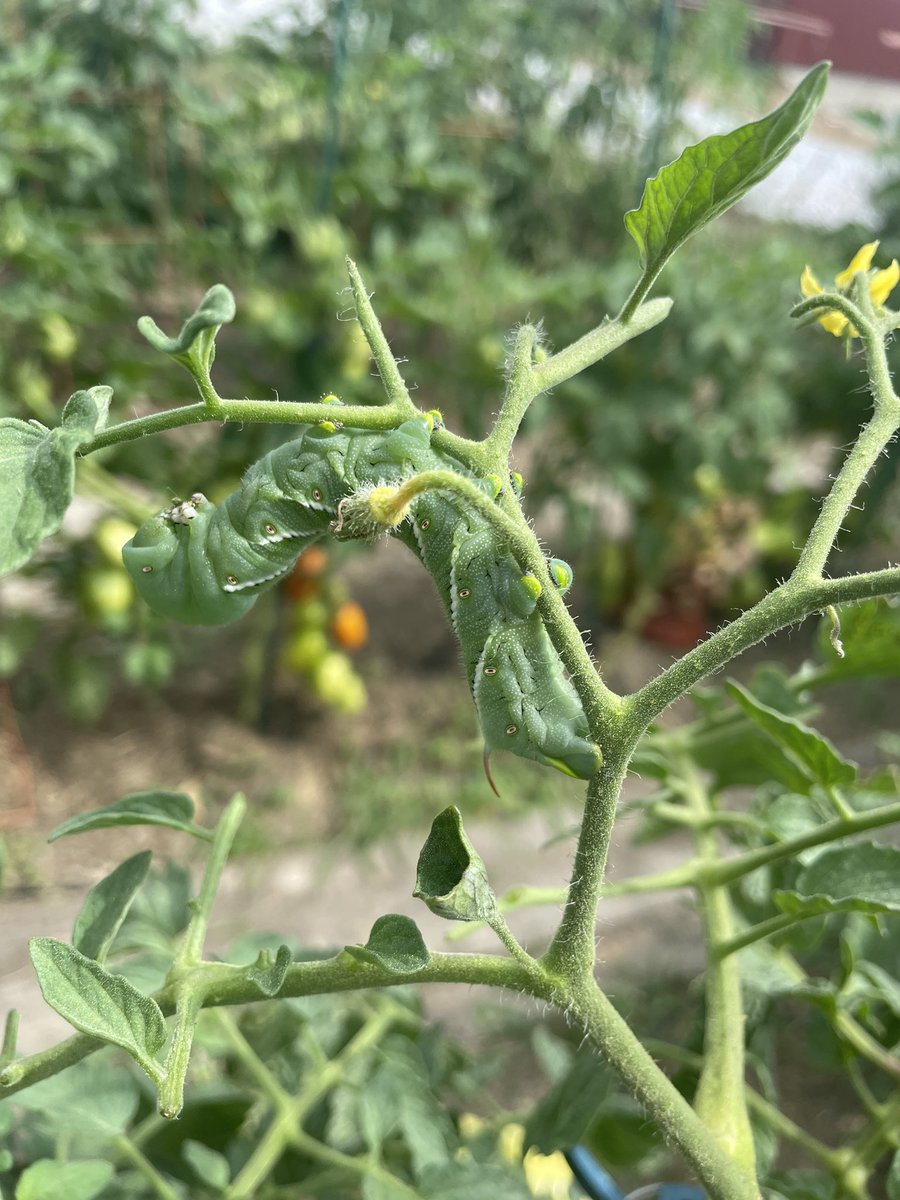 My first tomato is almost ripe.  It’s tradition to let at least the first one vine ripen perfectly.  

So, of course, my least favorite garden critter decided to show up to celebrate along with me.  

Pulled six of the buggers. :(