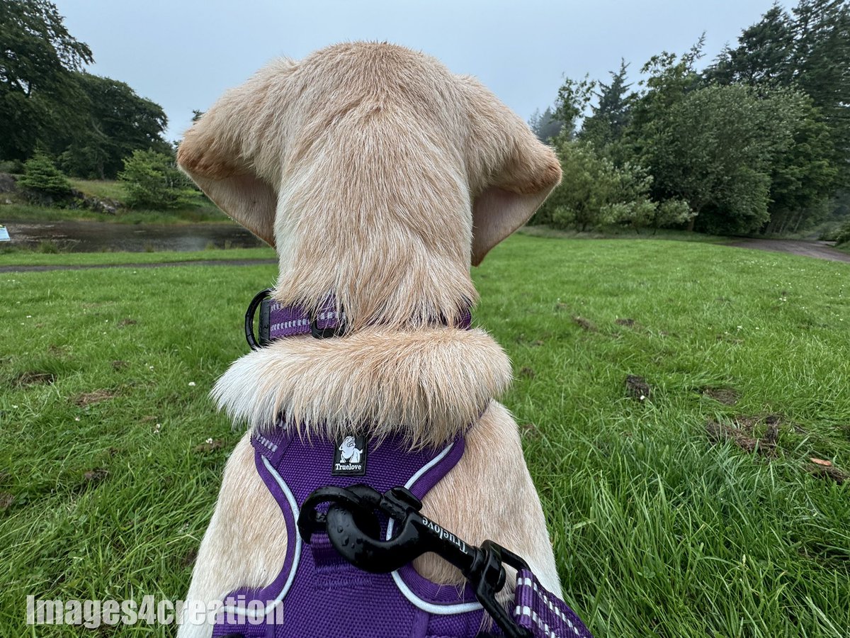 Images4Creation's tweet photo. @TruelovePets amazing gear my cinnamon_the_Labradorretriever 13weeks puppy Enjoying her Harness collar &amp; lead I’d definitely recommend 💯 🐾🐾🥰🥰 https://t.co/OZAaClqNEd