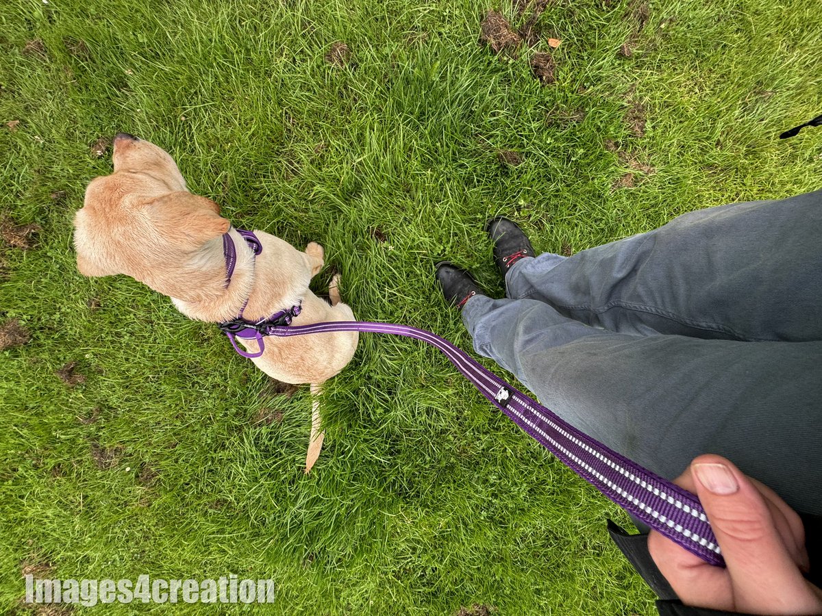 Images4Creation's tweet photo. @TruelovePets amazing gear my cinnamon_the_Labradorretriever 13weeks puppy Enjoying her Harness collar &amp; lead I’d definitely recommend 💯 🐾🐾🥰🥰 https://t.co/OZAaClqNEd
