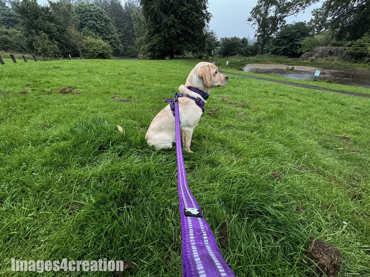 Images4Creation's tweet photo. Golden Labrador_Retriever short haired 13weeks puppy 🐾💯🥰🐾❤️ https://t.co/aInPQ5jpKk