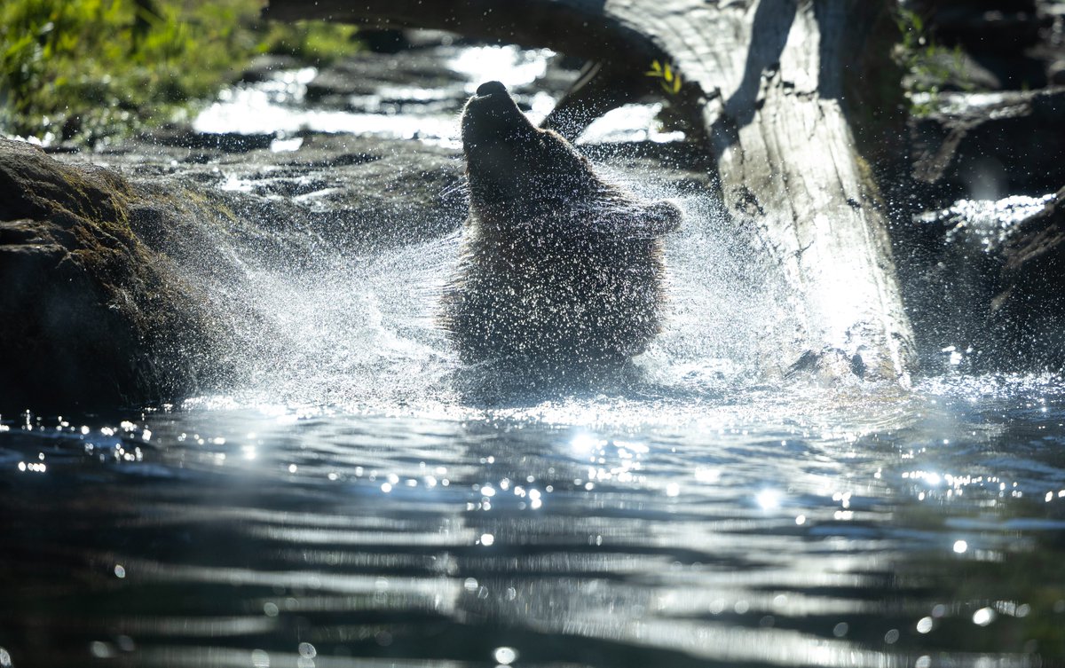 Nick Wagner tweet media