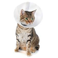 FrenchKidFR's tweet photo. Frenchy : To the vet so that you will be in good shape in 2 years. ⚽️

// France is eliminated from EURO in the semi-final https://t.co/B0iSHeH9tE