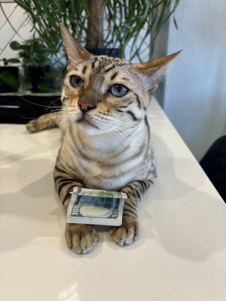 katchroma's tweet photo. Daily kitty picture featuring Osiris 😸🐱🖤

#kitty #bengal #CatsLover #cat https://t.co/gVOfyVTla0