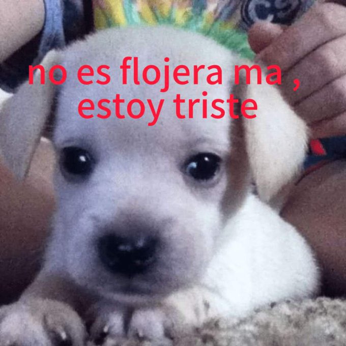 Salvador Iglesias Jr (@javisness) on Twitter photo 