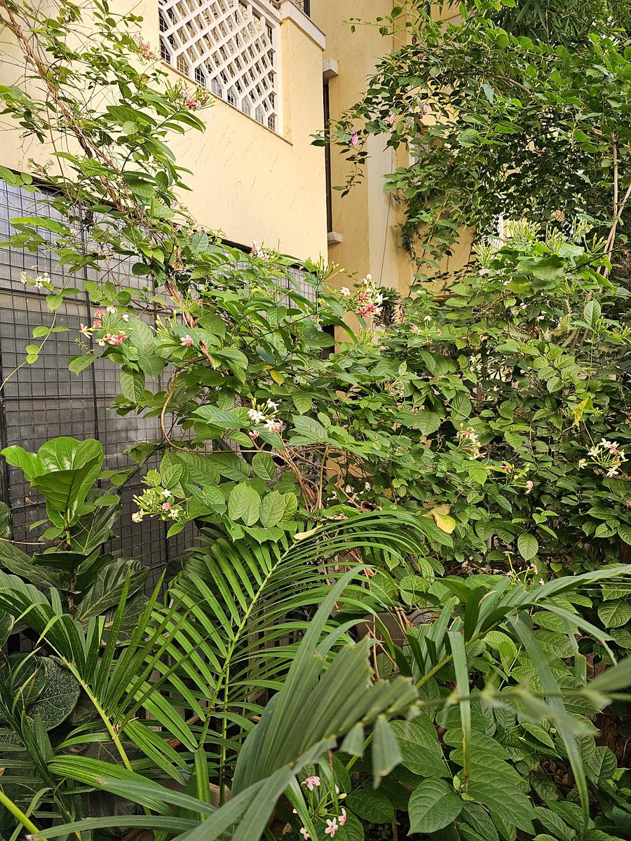 DrDeepakKrishn1's tweet photo. Wake up by 5.30 am, feed the cats, walk 30-45 min, and pack lunch prepared by wife for myself, wife, and son. See them off to school while having coffee, a brief garden tour, then get ready, do a pooja, and go to work. #MorningVibes https://t.co/nwy6DdtGdE