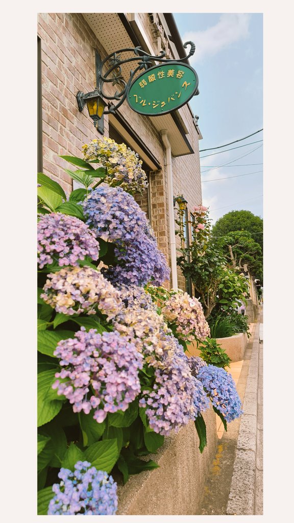 Haibrunadesu's tweet photo. 関東の梅雨はどうなりましたかね☔お店の紫陽花はまだ美しいです。
看板を新しくしました✨気に入ってます

#ベルジュバンス
#ベルジュバンスサロン 
#ベルジュバンストリートメント 
#ベルジュバンス埼玉
#埼玉
#さいたま市
#浦和
#弱酸性美容
#健康美容
#ペーアッシュ https://t.co/OOUmjWpVgB
