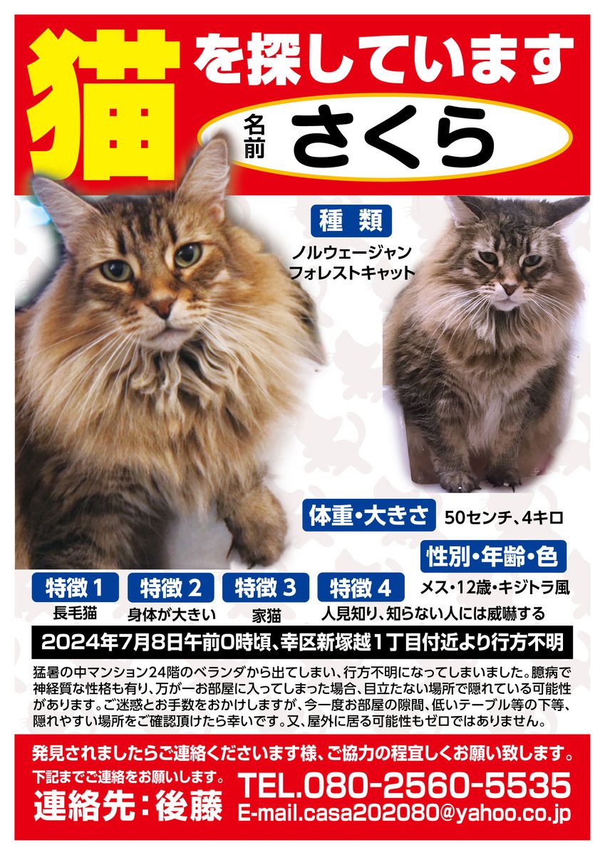 maigopet01's tweet photo. 【拡散希望！迷い猫を探しています】猫/さくらちゃん/川崎市幸区新塚越1丁目付近より行方不明。情報お持ちの方はご連絡を！ #迷い猫 https://t.co/2Jwi60lUkW https://t.co/rucaYE0RkI