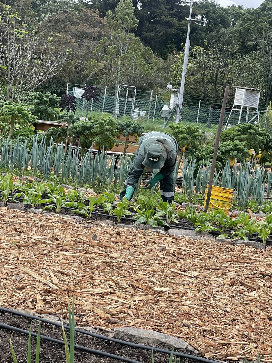 <a href="/FAO_Colombia/">FAO Colombia</a> y <a href="/FAOAmericas/">FAO Américas</a> en el <a href="/JBotanicoBogota/">Jardín Botánico BOG</a> dentro de la agenda de sistemas alimentarios urbanos para fomentar el desarrollo sostenible y contribuir a la seguridad alimentaria y nutricional en nuestras ciudades.