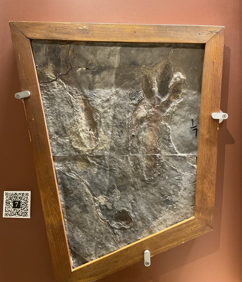 Beneski Museum of Natural History tweet media