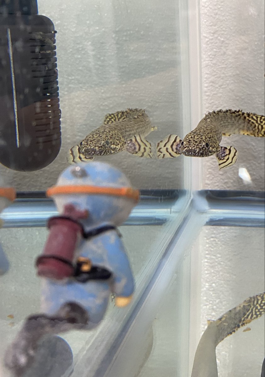 Meet our lab's pet, a bichir. Some labs here in my institute have lab pets, unrelated to research, just expressing researchers' hobbies. This cutie loves interacting with people. These add a personal touch, making the workspace feel alive. #LabLife #ScienceInJapan