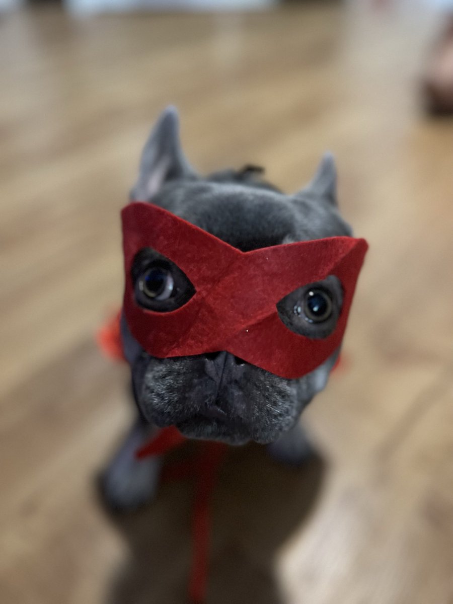 trapinterps's tweet photo. @stevewilldoit need a side kick ? MILAS A $HERO🐶 https://t.co/7vgFeFAqga