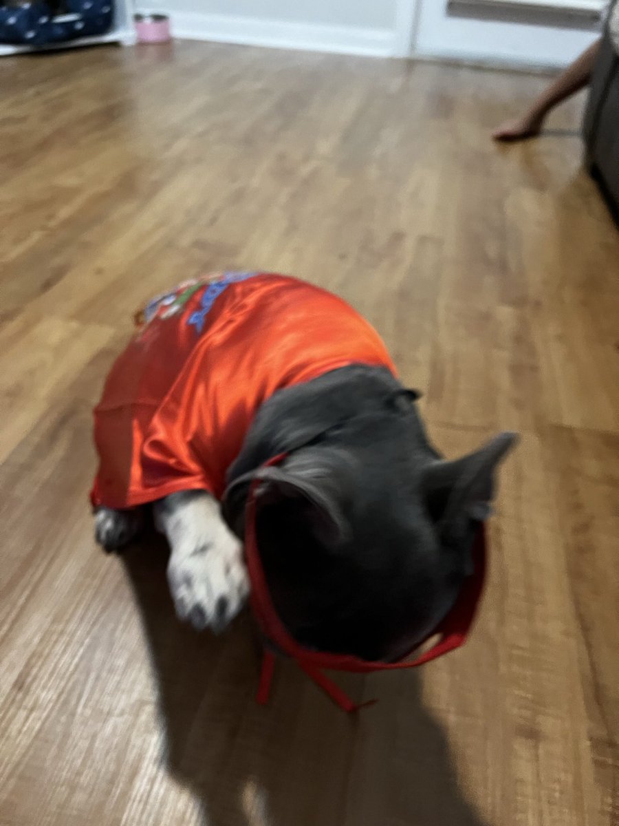 trapinterps's tweet photo. @stevewilldoit need a side kick ? MILAS A $HERO🐶 https://t.co/7vgFeFAqga