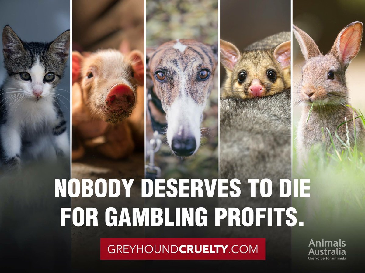 AnimalNsw2015's tweet photo. why do we have @gwic_nsw Glen ? this vile “industry” should be ended not given more excuses or enquiries BAN IT #livebaiting #AnimalCruelty there are no excuses stop justifying this @david4wyong @ChrisMinnsMP https://t.co/Wx1CDpedmb