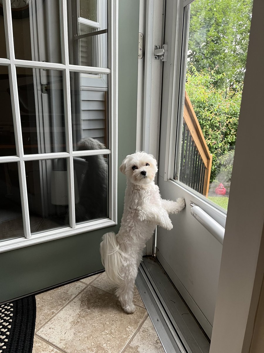 AmyMarieCollin1's tweet photo. #PostAFavPic4VioletJul24 Day 9 Beef Up-I am doing 1 arm push ups against the door. Not as difficult as regular push ups but I am still trying to beef up 🤭 GOL #DogsOfX #Georgie #BeefUp #KingGeorge 🤍🤍🤍 https://t.co/yODqoOBrs6