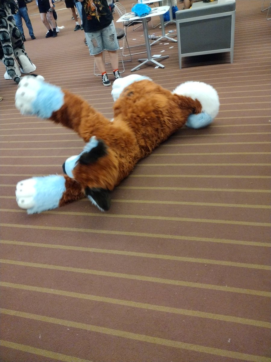 Yuvie ➡️ Anthrocon tweet media
