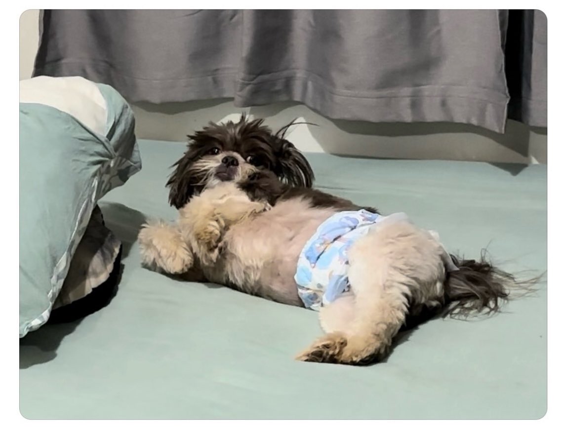 brunocardosodj's tweet photo. Trabalhei igual cachorro hoje!
O cachorro ⬇️ https://t.co/jrA5EUvdoo