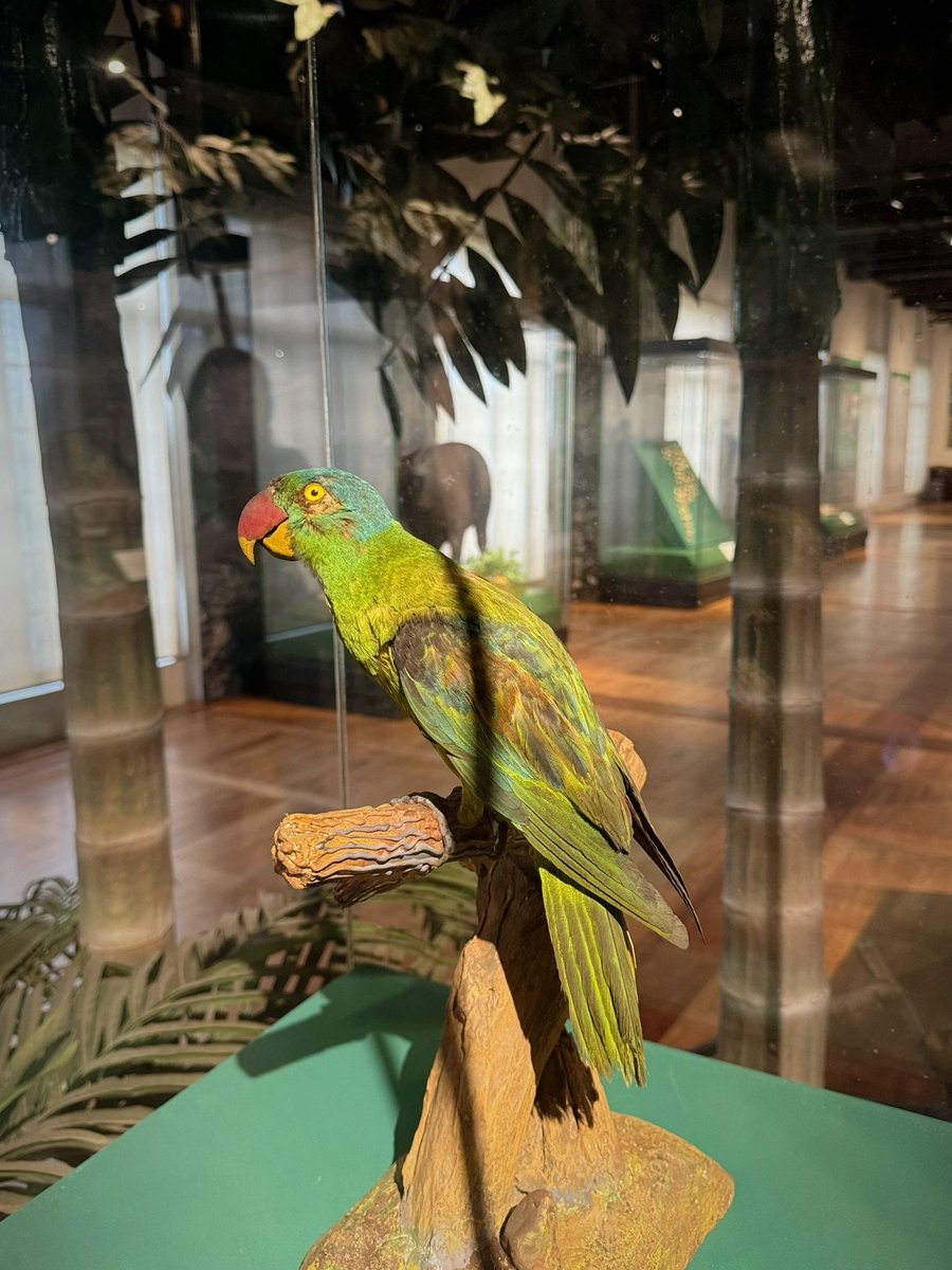 saulzml's tweet photo. national museum #latepost https://t.co/h3JDErP3Wx
