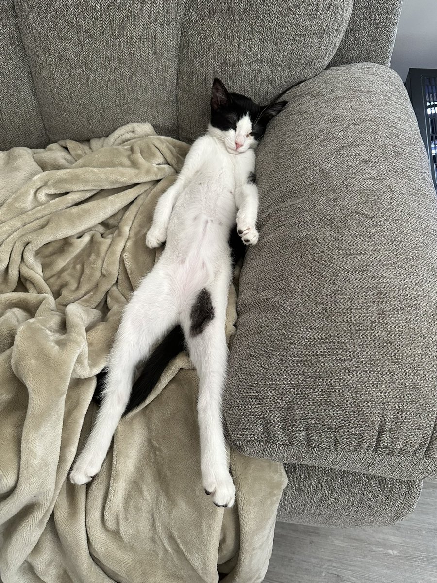 XxMaverick30xX's tweet photo. Our cat is broken! https://t.co/I7oTS5mATc