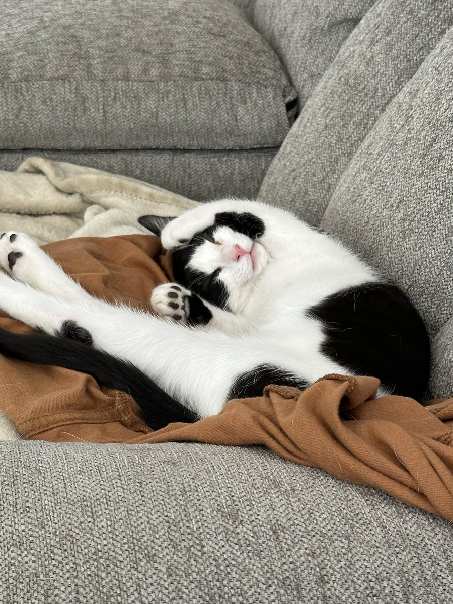 XxMaverick30xX's tweet photo. Our cat is broken! https://t.co/I7oTS5mATc