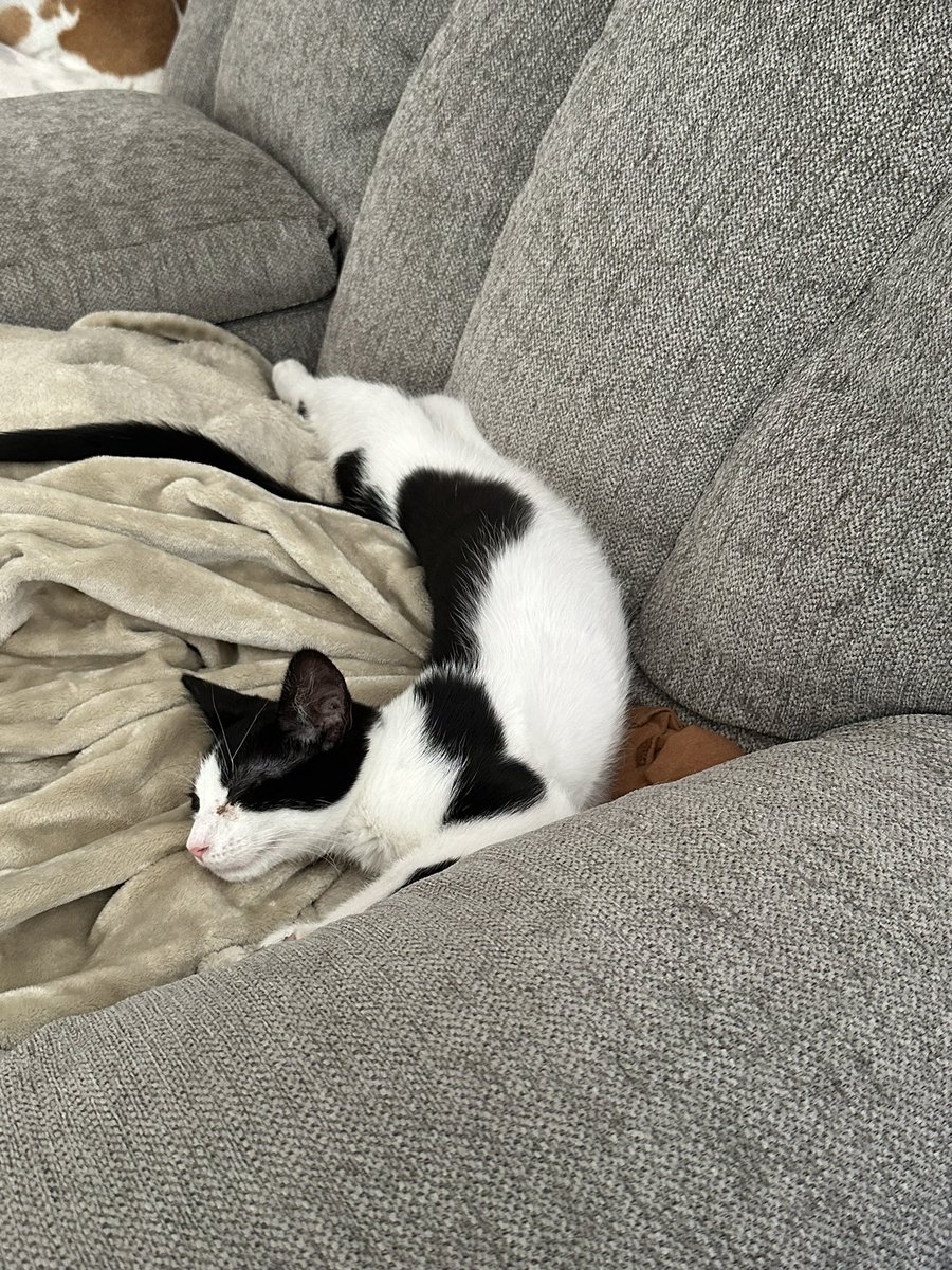 XxMaverick30xX's tweet photo. Our cat is broken! https://t.co/I7oTS5mATc
