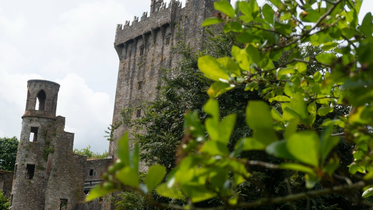 baz_blackadder's tweet photo. Blarney Castle, viewed through surrounding trees and foliage.
Blarney, Cork, Ireland.
July 2024.
#Photography #architecturephotography #ruralscape #countryscape #archaeology #history #BlarneyCastle #Blarney #Cork #Munster #Ireland. https://t.co/4m9uyyCz1K