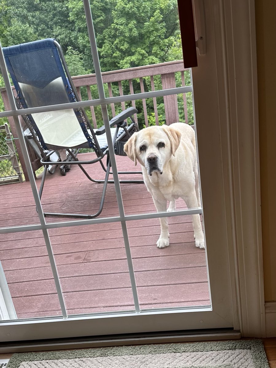 xvermonter61's tweet photo. Momma’s cooking so I need to supervise! #DogsofTwitter #DinnerSupervisor https://t.co/BAdNZbsB5h