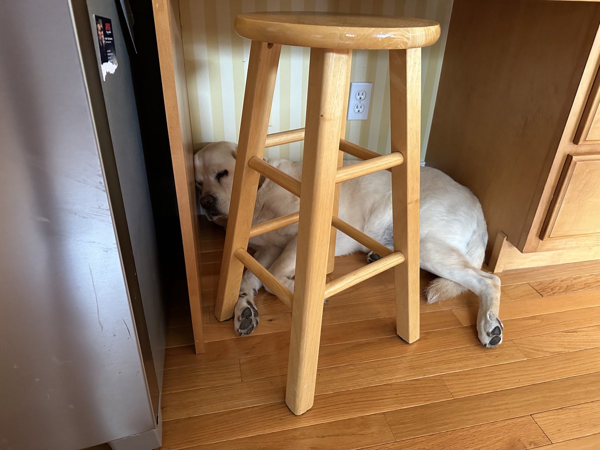 xvermonter61's tweet photo. Momma’s cooking so I need to supervise! #DogsofTwitter #DinnerSupervisor https://t.co/BAdNZbsB5h