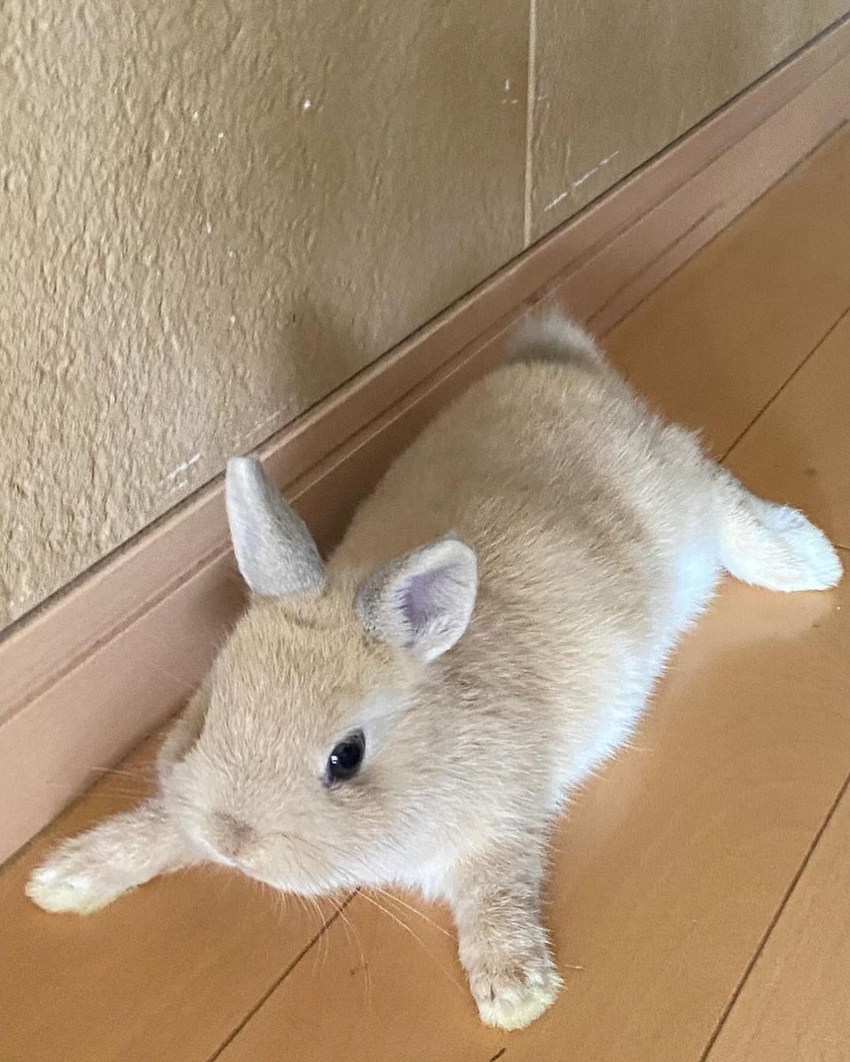 why_bun's tweet photo. Just chilling https://t.co/FsWwI8verJ