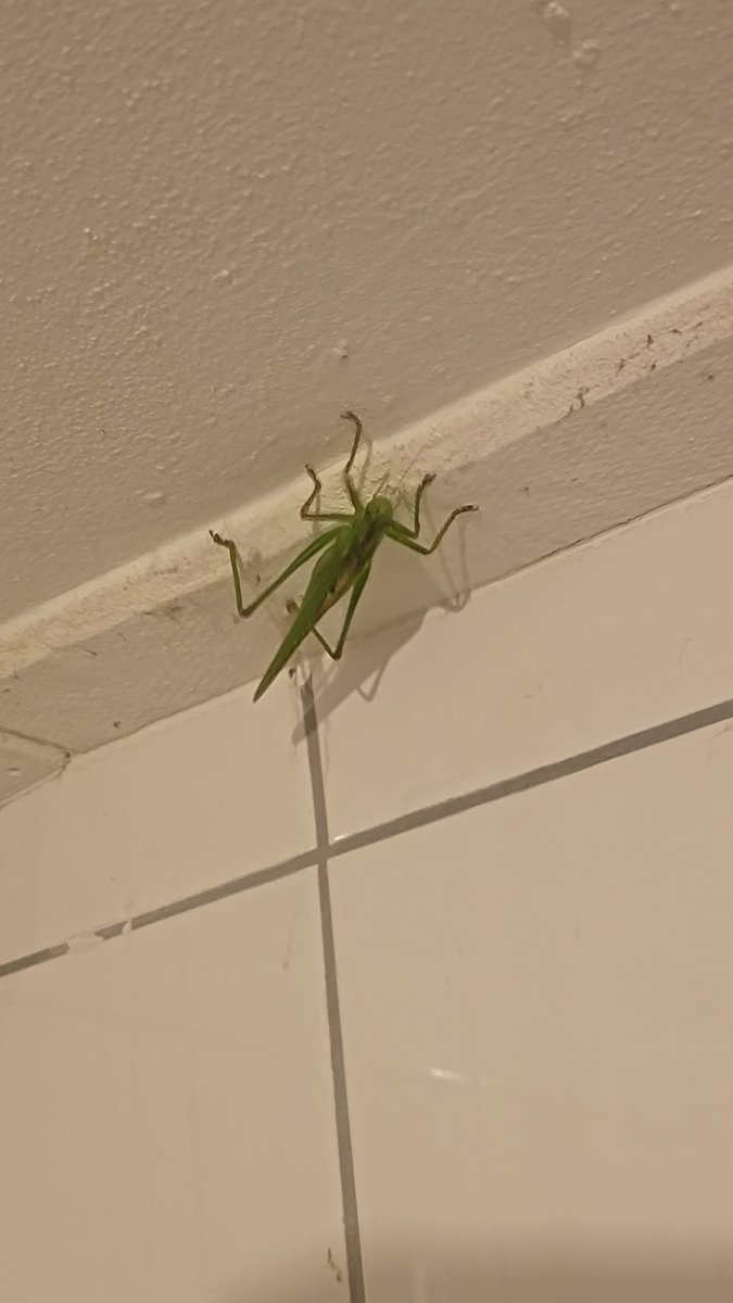 gudrun250867's tweet photo. Leuk hoor wonen aan een natuurgebied. De Hoge Fronten als achtertuin heeft ook een boel leuke dieren als bonus. Deze mega sprinkhaan vond ik in de badkamer. Heb hem gevangen en weer buiten gezet.
#hogefronten #frontenpark #maastricht https://t.co/XcsmScUaj8
