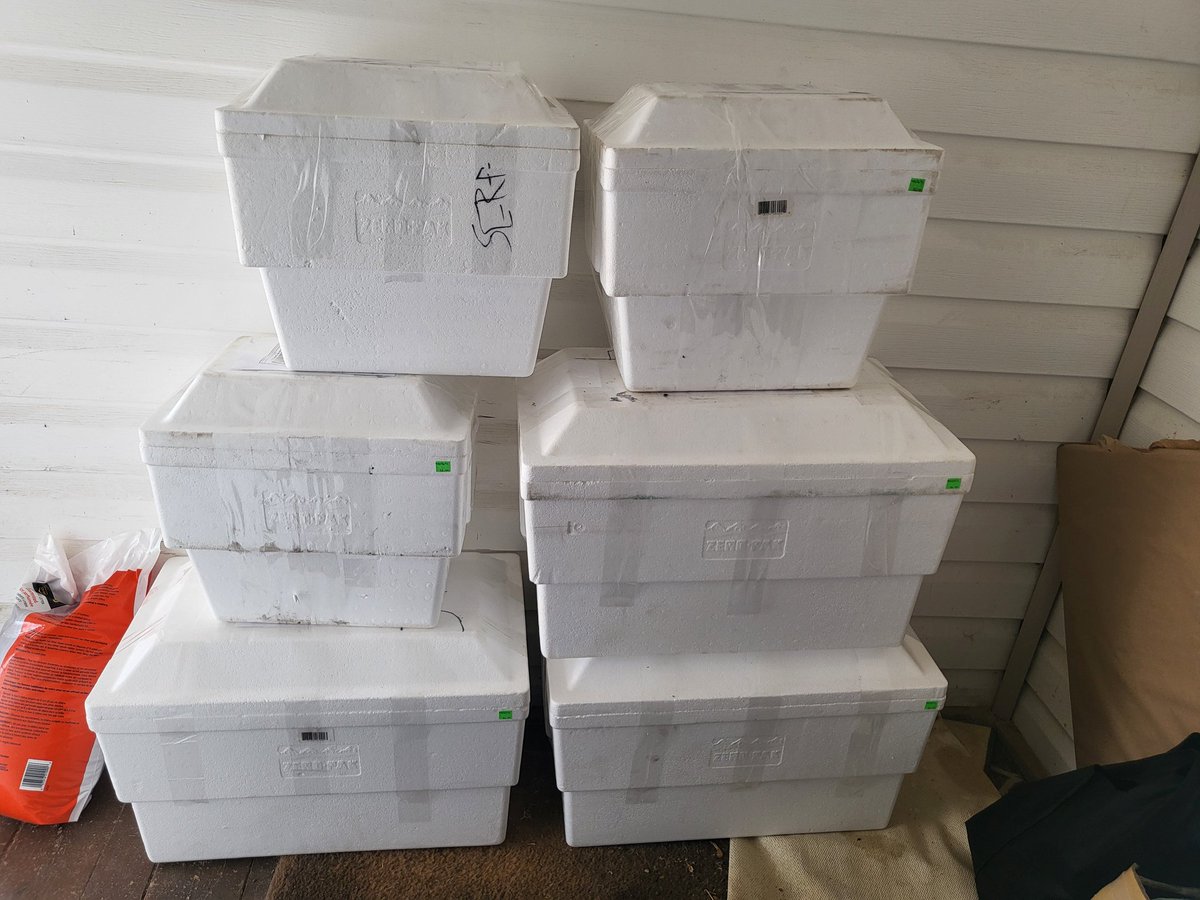 Lana at SE Research Farm tweet media