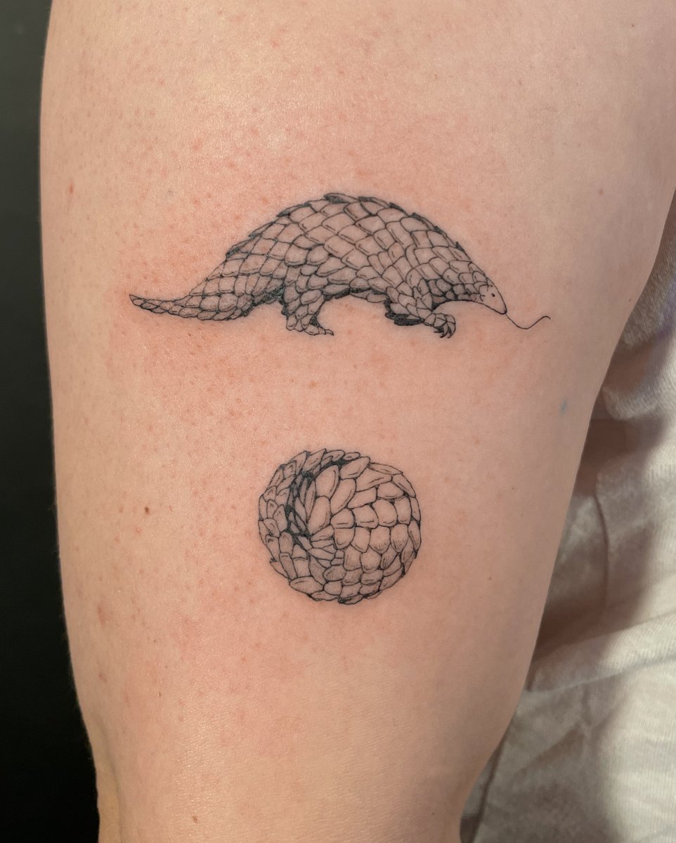 icarus_pal's tweet photo. Tree pangolin walking and tangled, from my flashes ✨✨✨ Thank you for adopting and taking him with you J! 

GERMANY: I have open spots on August and September! Happy to work both custom and flash projects. https://t.co/ZBthNBzyoH