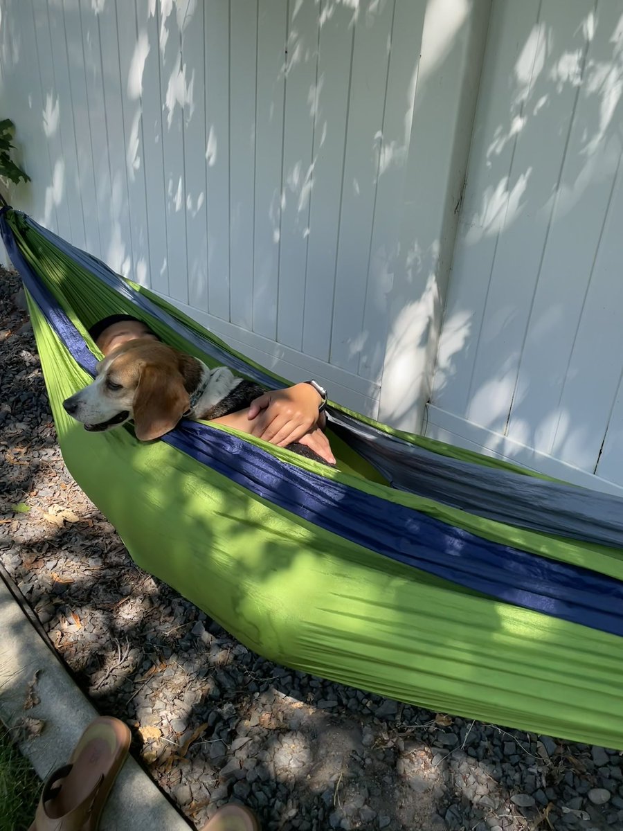 NewsPham's tweet photo. Baxter is about that hammock life on a hot day. Stay cool friends! #BaxterPham #Spokane https://t.co/qXGRg7PLfl