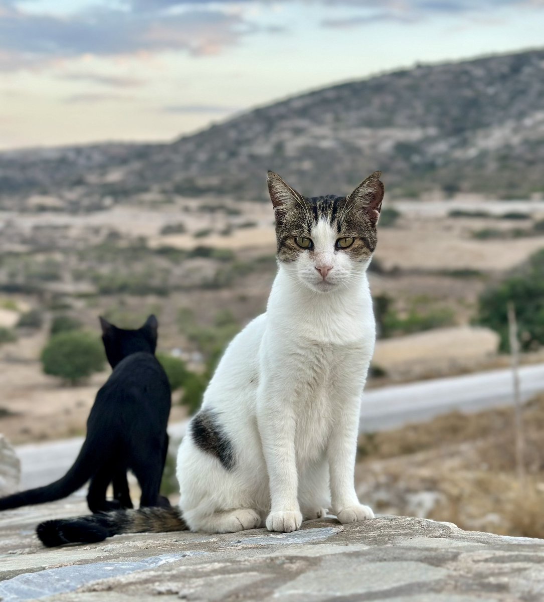Cats of Iraklia tweet media