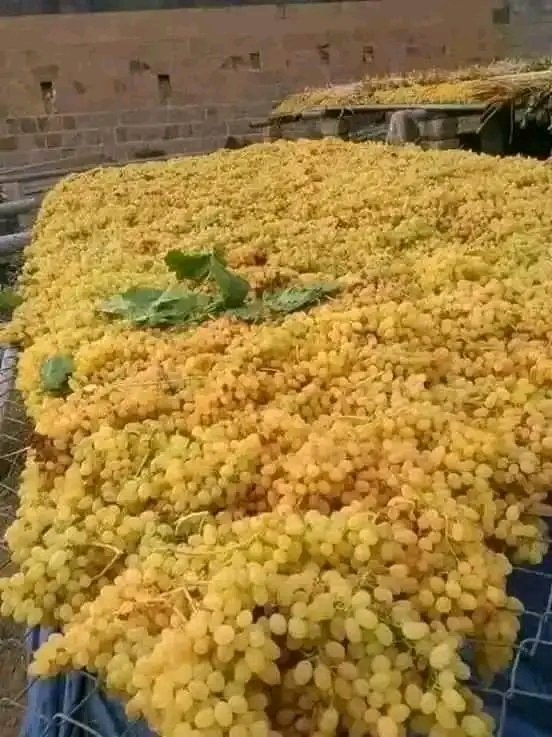 هذا الوقت من العام يبدأ موسم جني محصول العنب في اليمن الذي يعتبر من اجواد أنواع العنب بالعالم .