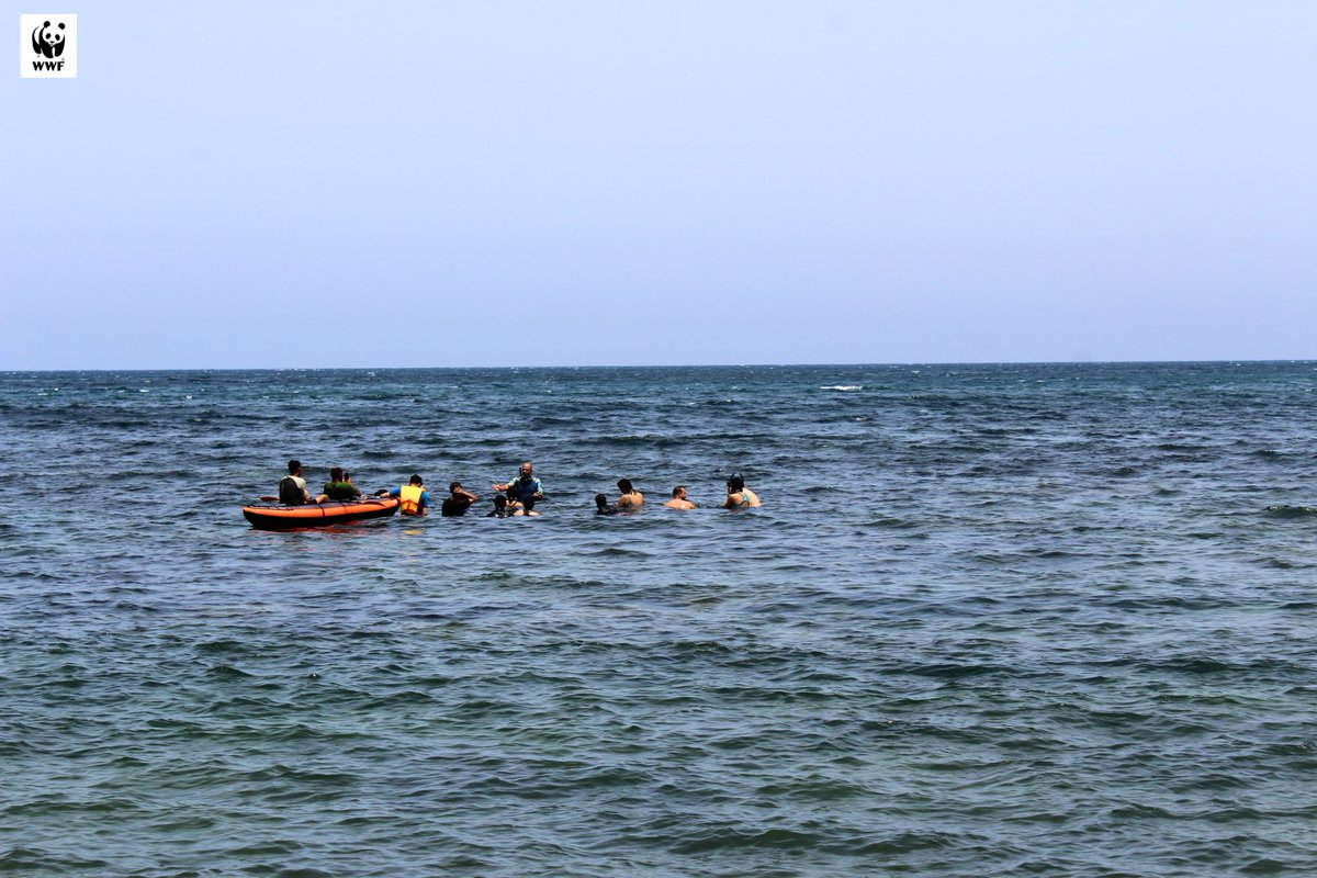 WWFNorthAfrica's tweet photo. 🌊🐼The Week of the Sea in #Tabarka🇹🇳has begun! Students explore marine science at Cork National Museum and study coastal biodiversity at Sidi Mechreg Beach. Expert workshops improve their understanding of marine conservation and discover more scientific experiments.#SeaWeek #WWF https://t.co/1UfREBNRSI